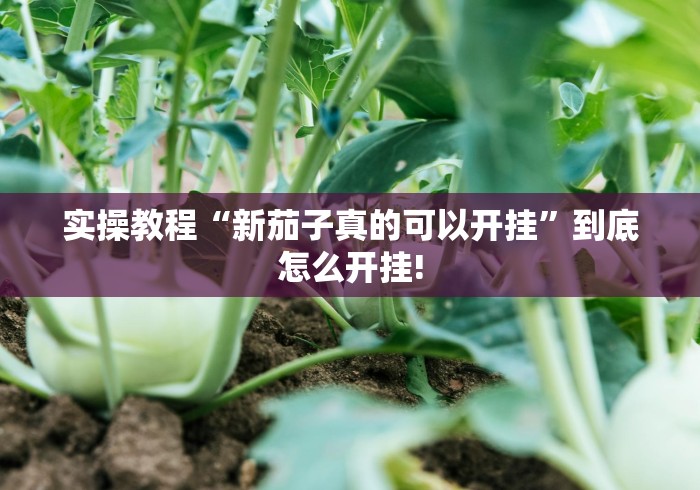实操教程“新茄子真的可以开挂”到底怎么开挂!
