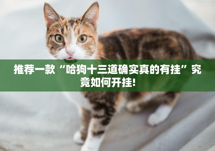 推荐一款“哈狗十三道确实真的有挂”究竟如何开挂!