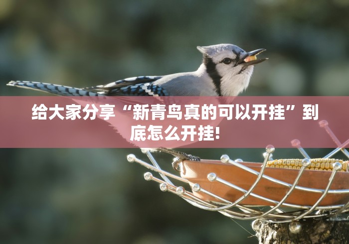 给大家分享“新青鸟真的可以开挂”到底怎么开挂!