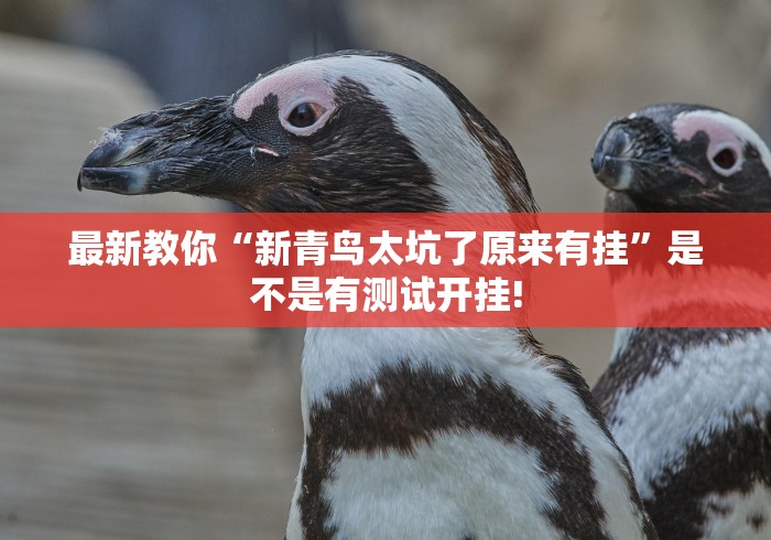 最新教你“新青鸟太坑了原来有挂”是不是有测试开挂!