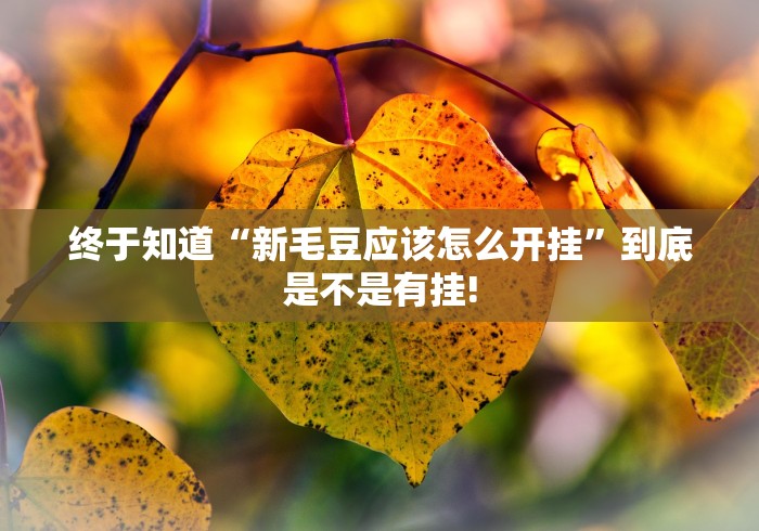 终于知道“新毛豆应该怎么开挂”到底是不是有挂!