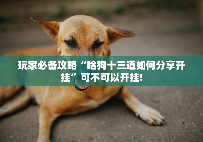 玩家必备攻略“哈狗十三道如何分享开挂”可不可以开挂!